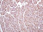 HMGB1 Antibody in Immunohistochemistry (Paraffin) (IHC (P))