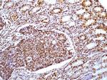 HMGB1 Antibody in Immunohistochemistry (Paraffin) (IHC (P))