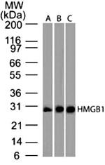 HMGB1 Antibody in Western Blot (WB)