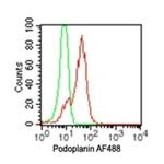 Podoplanin Antibody in Flow Cytometry (Flow)