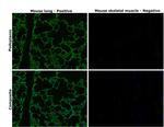 Podoplanin Antibody in Immunohistochemistry (Paraffin) (IHC (P))