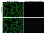 Podoplanin Antibody in Immunohistochemistry (Paraffin) (IHC (P))