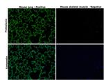 Podoplanin Antibody