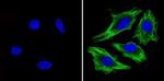 beta Tubulin Loading Control Antibody in Immunocytochemistry (ICC/IF)