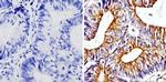 beta Tubulin Loading Control Antibody in Immunohistochemistry (Paraffin) (IHC (P))