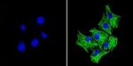 beta Tubulin Loading Control Antibody in Immunocytochemistry (ICC/IF)