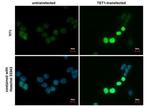 TET1 Antibody in Immunocytochemistry (ICC/IF)