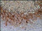 Carbonic Anhydrase IX Antibody in Immunohistochemistry (Paraffin) (IHC (P))