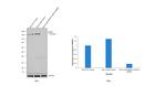 MSH6 Antibody