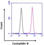 Rabbit IgG Isotype Control in Flow Cytometry (Flow)