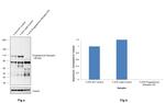 Progesterone Receptor Antibody in Western Blot (WB)