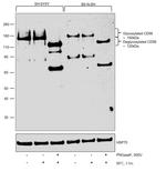 CD56 Antibody in Western Blot (WB)