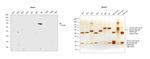 Human IgE Secondary Antibody in Western Blot (WB)