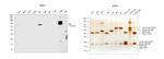 Human IgA1 Fc Secondary Antibody in Western Blot (WB)