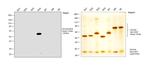 Human IgG4 Secondary Antibody in Western Blot (WB)