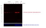 Mouse IgG2a (Heavy chain) Secondary Antibody in Western Blot (WB)