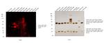 Mouse IgG2a (Heavy chain) Secondary Antibody in Western Blot (WB)