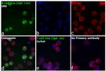 Human IgG Fc (CH2 domain) Secondary Antibody in Immunocytochemistry (ICC/IF)