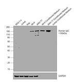 Human IgG Fc (CH2 domain) Secondary Antibody in Western Blot (WB)