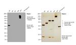 Human IgG Fc (CH2 domain) Secondary Antibody in Western Blot (WB)