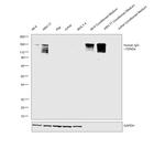 Human IgG Fc (CH2 domain) Secondary Antibody