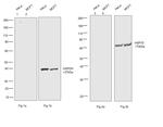 Human IgG Fc (CH2 domain) Secondary Antibody in Western Blot (WB)