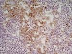 CD206 Antibody in Immunohistochemistry (Frozen) (IHC (F))