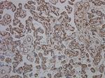 CD34 Antibody in Immunohistochemistry (Paraffin) (IHC (P))