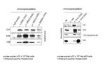 ORC3 Antibody in Immunoprecipitation (IP)