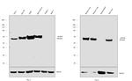 ALDH2 Antibody