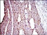 ALDH2 Antibody in Immunohistochemistry (Paraffin) (IHC (P))