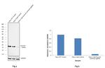 Survivin Antibody in Western Blot (WB)