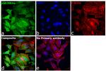 p16INK4a Antibody in Immunocytochemistry (ICC/IF)