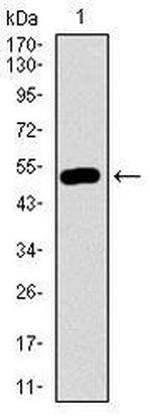 Dynactin 4 Antibody in Western Blot (WB)