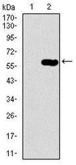 Dynactin 4 Antibody in Western Blot (WB)