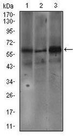 FceR1 alpha Antibody in Western Blot (WB)