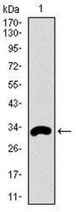 FceR1 alpha Antibody in Western Blot (WB)