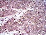 MRPL42 Antibody in Immunohistochemistry (Paraffin) (IHC (P))