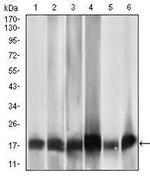 MRPL42 Antibody in Western Blot (WB)