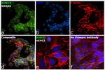 RUNX3 Antibody