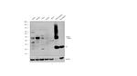 RUNX3 Antibody in Western Blot (WB)