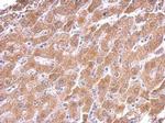 Citrate Synthase Antibody in Immunohistochemistry (Paraffin) (IHC (P))