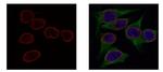 Lamin B2 Antibody in Immunocytochemistry (ICC/IF)