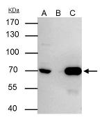 Lamin B2 Antibody in Immunoprecipitation (IP)