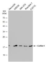 Cofilin Antibody in Western Blot (WB)