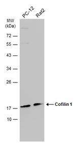 Cofilin Antibody in Western Blot (WB)