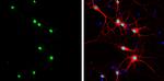 HMGB1 Antibody in Immunocytochemistry (ICC/IF)