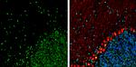 HMGB1 Antibody in Immunohistochemistry (Frozen) (IHC (F))