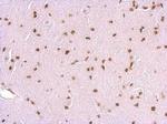 HMGB1 Antibody in Immunohistochemistry (Paraffin) (IHC (P))