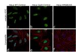 HMGB1 Antibody